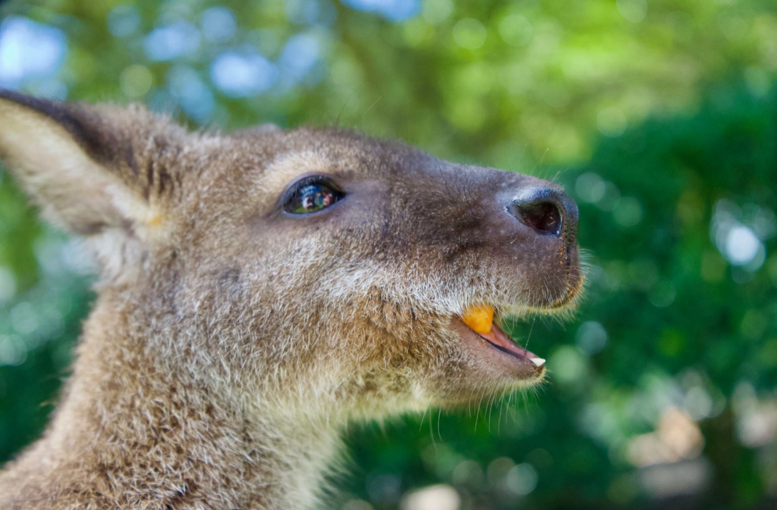 A close-up of the wallaby enjoying a treat