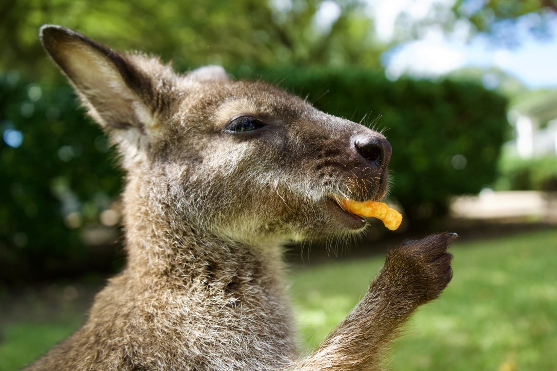 The wallaby nibbling a crunchy treat held in one paw