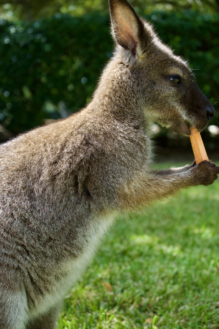 The wallaby munching a treat held up in one paw