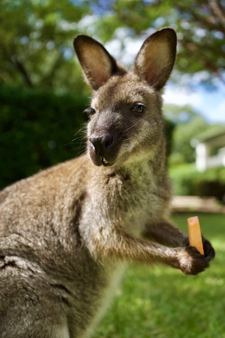The wallaby holding a treat and looking at the camera