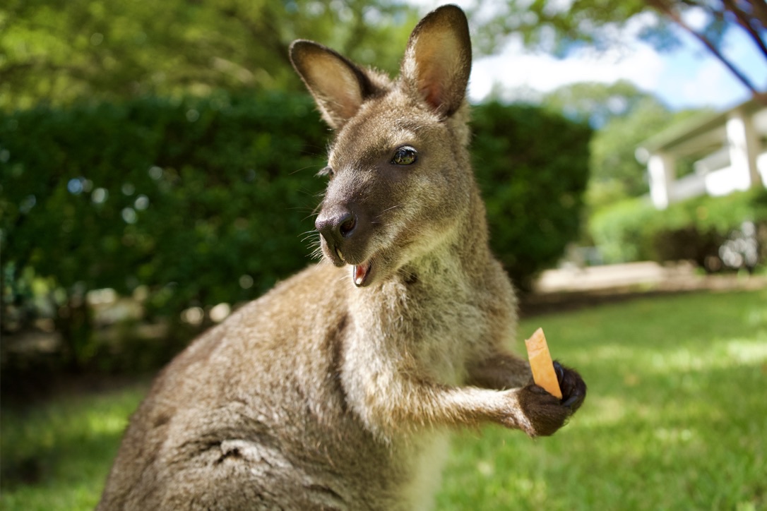 The wallaby holding a treat in the sunny yard