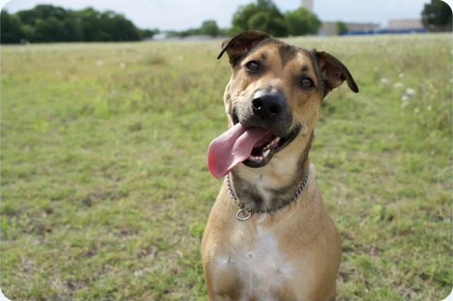 A happy tan dog sitting in a grassy field